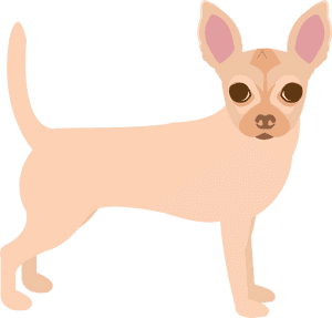 Chihuahua, HD Png Download PNG image with transparent background