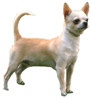 Chihuahua, HD Png Download PNG image with transparent background