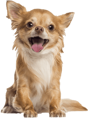 Chihuahua Png, Transparent Png PNG image with transparent background