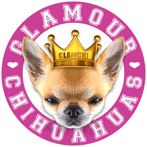 Chihuahua Png, Transparent Png PNG image with transparent background