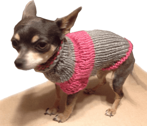 Chihuahua Png, Transparent Png PNG image with transparent background