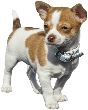 Chihuahua Png, Transparent Png PNG image with transparent background