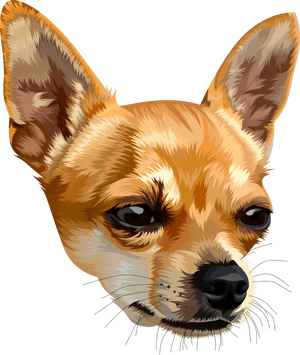 Chihuahua Png, Transparent Png PNG image with transparent background