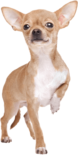 Chihuahua Stehend Von Vorne, HD Png Download PNG image with transparent background