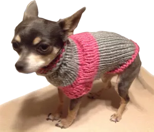 Chihuahuain Pink Sweater PNG Image