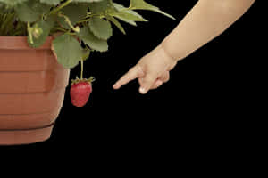 Child Pointingat Strawberry PNG image with transparent background