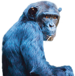 Chimp Cutout - Common Chimpanzee, HD Png Download PNG image with transparent background