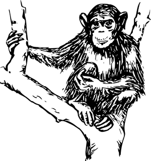 Chimpanzee, Animal, Mammal, Primate, Zoo, Wildlife - Chimpanzees In Black And White, HD Png Download PNG image with transparent background