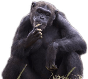 Chimpanzee Png Image - Apes Monkeys, Transparent Png PNG image with transparent background