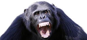 Chimpanzee Png Image - Full Grown Male Chimpanzee, Transparent Png PNG image with transparent background