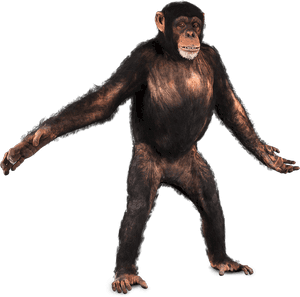 Chimpanzee Png, Transparent Png PNG image with transparent background