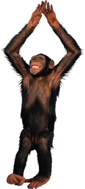 Chimpanzee_ Raising_ Arms PNG Image