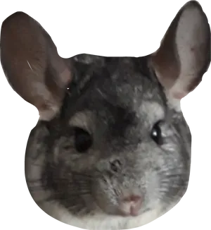 Chinchilla Portrait Cutout.png PNG Image