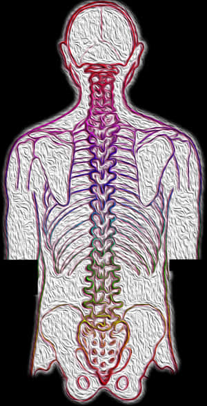 Chiropractic A Key Role In Back Pain Relief And Drug, HD Png Download PNG image with transparent background