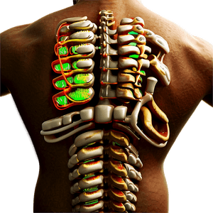 Chiropractic Care for Back PNG 06252024 PNG with transparent background