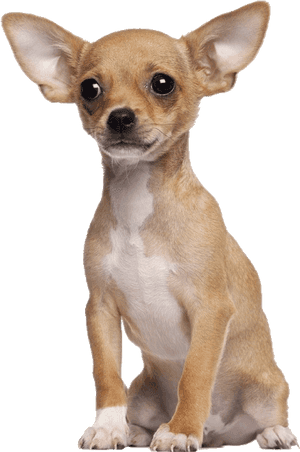 Chopra The Chihuahua, HD Png Download PNG image with transparent background