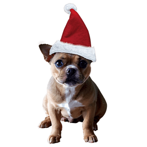 Christmas Hat for Pets PNG 04292024 PNG