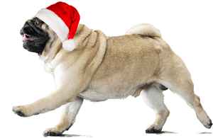 Thug Life Pug Download Transparent Png Image - Pug With Transparent Background, Png Download PNG with transparent background