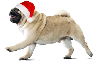 Christmas Pugin Santa Hat PNG Image