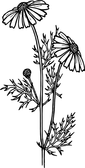 Realistic Plant Clip Art Black And White, HD Png Download PNG image with transparent background