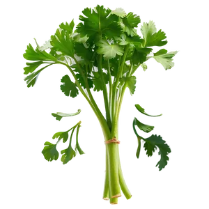Cilantro Clipart Png Jda59 PNG Image