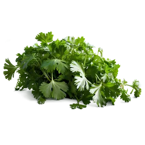 Cilantro Field Png Wul PNG Image