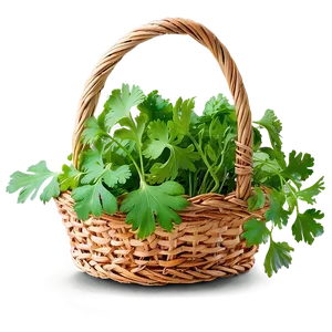 Cilantro In Basket Png 06212024 PNG Image