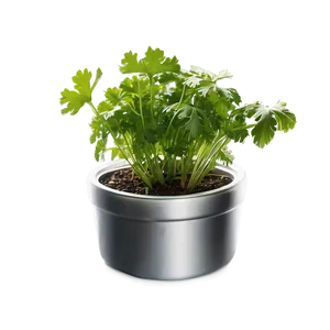 Cilantro In Pot Png 06212024 PNG Image