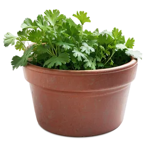 Cilantro In Pot Png 06212024 PNG Image