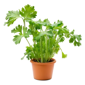 Cilantro In Pot Png 83 PNG Image