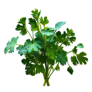 Cilantro Plant Png 06212024 PNG Image