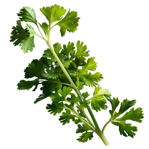 Cilantro Plant Png Wmv34 PNG Image