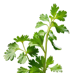 Cilantro Side View Png Ghl PNG Image