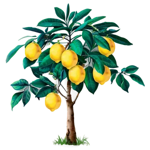 Citrus Lemon Tree Graphic Png Tcu PNG Image