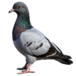 City Pigeon PNG 23 PNG image with transparent background
