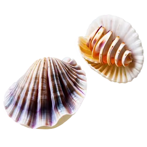 Clam And Cockle Shells Png 80 PNG Image