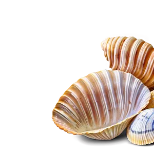 Clam And Cockle Shells Png 81 PNG Image