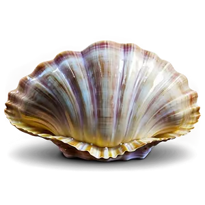 Clam Shell Clipart Png 06292024 PNG Image