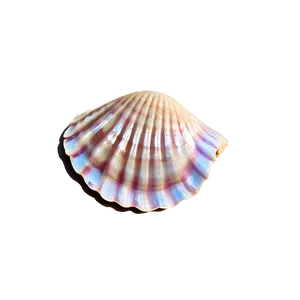 Clam Shell Icon Png 31 PNG Image