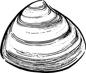 Storm Clam - Clam Png, Transparent Png PNG with transparent background
