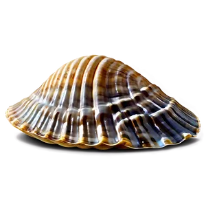 Clam Shell On Beach Png Eja PNG Image