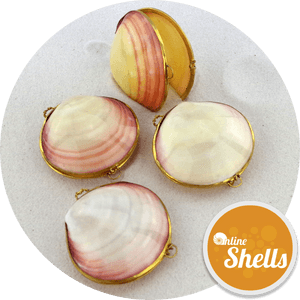 Baltic Clam, HD Png Download PNG with transparent background