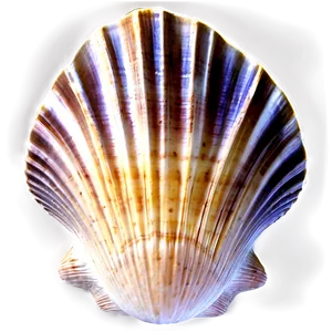 Clam Shell Silhouette Png 06292024 PNG Image