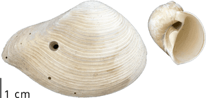 A Clam Shell With A Drill Hole Left By A Predatory - Baltic Clam, HD Png Download PNG