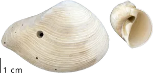 Clam Shell Specimen Comparison PNG Image