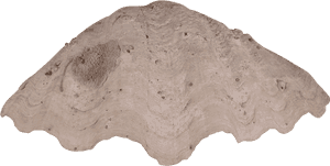 Transparent Clam Shell Png - Tablecloth, Png Download PNG with transparent background