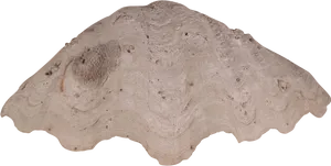 Clam Shell Texture PNG Image