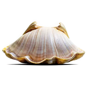 Clam Shell Vector Art Png Iox1 PNG Image