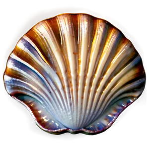 Clam Shell With Pearl Png Jmf PNG Image