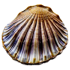 Clam Shell With Sand Png Ian61 PNG Image